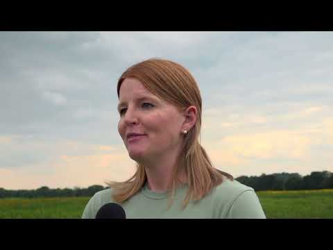 Sussex Sunflower Festival