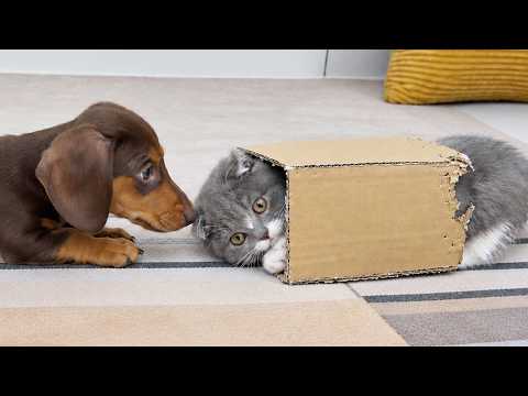 YouTube 썸네일