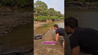 Download lagu Why Is the King Cobra Called the King? ππ #Shorts mp3 Download lagu Why Is the King Cobra Called the King? ππ #Shorts mp3