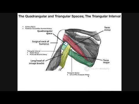 Boundaries and Contents of the Quadrangular Space, Triangular Space, & Triangular Interval