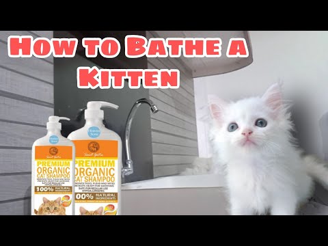 How to Bathe a Kitten | 8 weeks old Kitten first bath