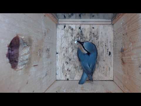 2019 12 15 Der Kleiber macht sauber