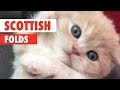 Scottish Fold Cats Compilation 2018