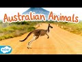 What Are Native Animals of Australia? All About Australian Animals for Kids