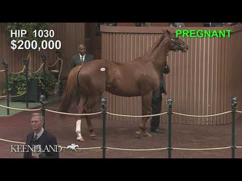 2018 November Breeding Stock Sale: Hip 1030