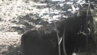preview picture of video 'Yak and Highland Cow at the Bowmanville Zoo'