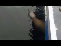 Killer Whale Throws Sea Lion 20 Feet Into The Air Ketchikan Alaska