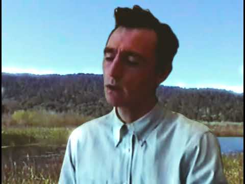 The Saxophones - The Mist