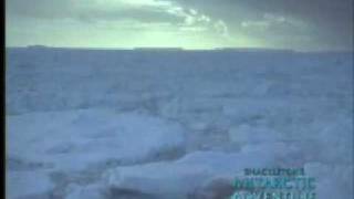 The Endurance: Shackleton's Legendary Antarctic Expedition (2000) Video