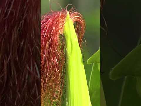 🏛️ Museu da Resistência: A Memória Viva da Caatingueirinha#Ceará #Potiretama #MuseudaResistencia
