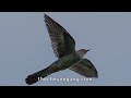 Cuckoo (as I Went Walking) - Sing-Along