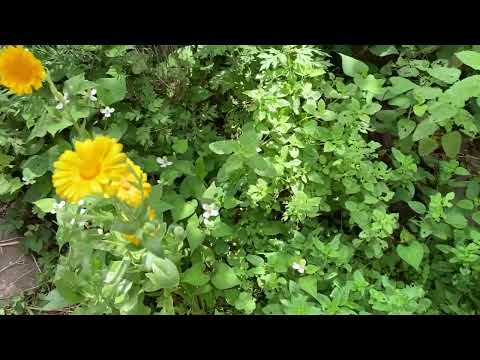 生物多様性の源であるツタに覆われた堤防