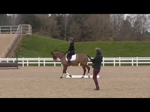 Camp dressage  Training