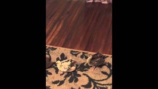 Baby peacocks start putting feathers up at 3 weeks old.