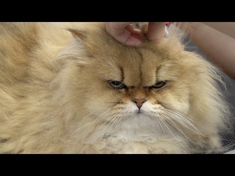 FEROCIOUS cat attacks his groomer