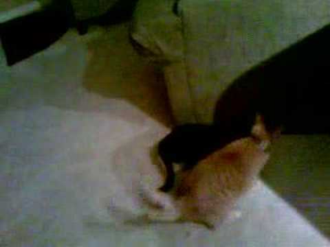 Diogenes and Simone "arguing"