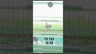 Download lagu PERKUTUT BANGKOK || suara piyik perkutut bangkok paud usia 1,5 bulan mp3 Download lagu PERKUTUT BANGKOK || suara piyik perkutut bangkok paud usia 1,5 bulan mp3