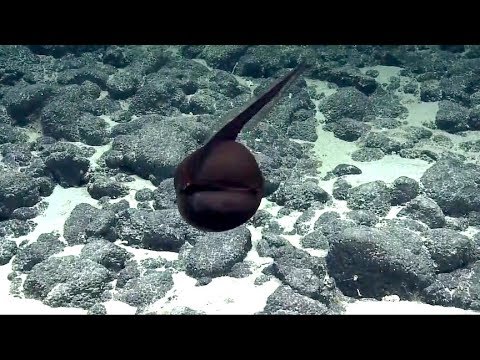 A Gulper Eel - Euripharynx Pelecanoides, at 1:2 speed, September 19, 2018