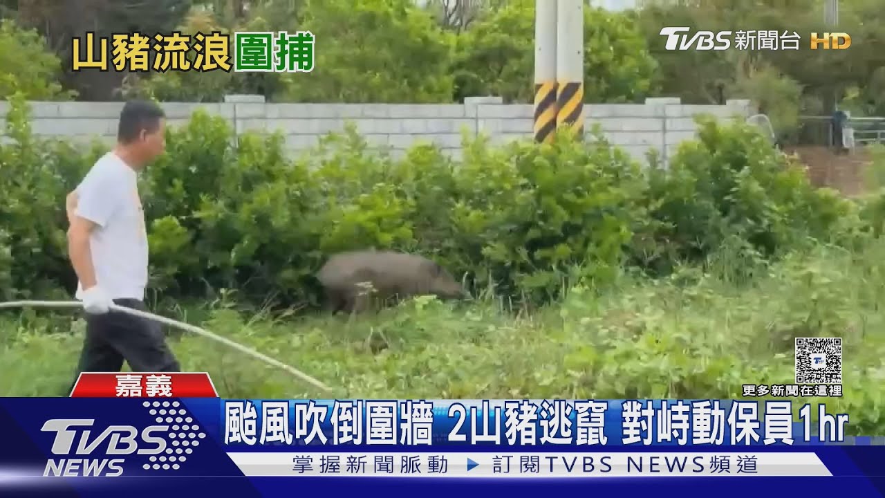 颱風吹倒圍牆「豬奔逃」! 10壯丁vs.2山豬 吹7針麻醉圍捕