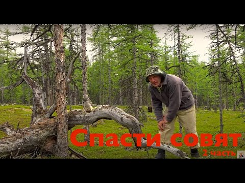 "Save the Owls." Part 2. Putorana Plateau. Lake Ayan. / Young Owls. Episode 2