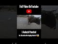 Aaj Toh Bach Gaye Uae Dubai Viral Reels Cbrking Youtubeshorts Superbike Cbr650 Reaction