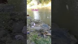 Download lagu mancing #shortsviral #mancing #fishing #soundviral #shorts mp3 Download lagu mancing #shortsviral #mancing #fishing #soundviral #shorts mp3