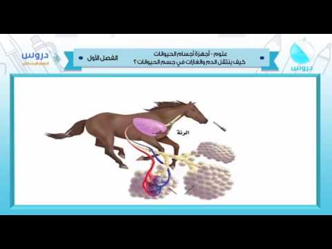 الرابع الابتدائي | الفصل الدراسي الأول 1438 | علوم | أجهزة أجسام الحيوانات (الدم والغازات)