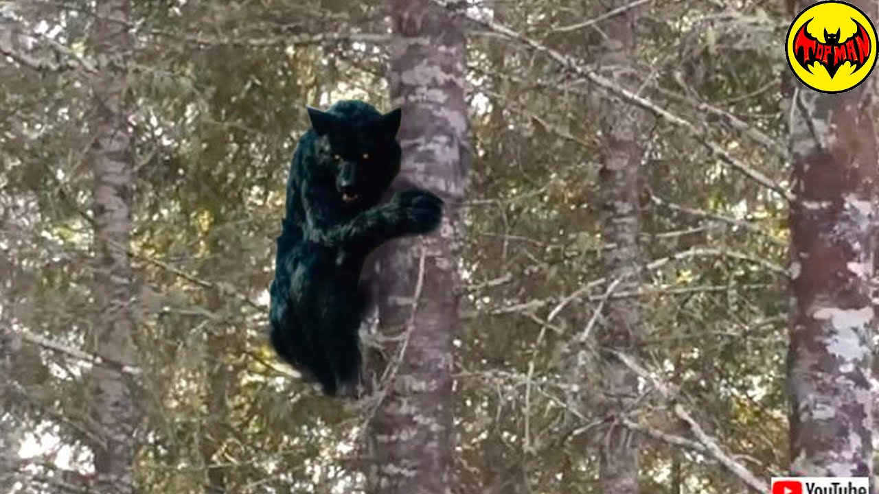 Videos Filmados en el Bosque que te Darán Pesadillas.