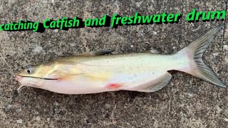 Fishing for Cats and Freshwater Drum From the Maumee River