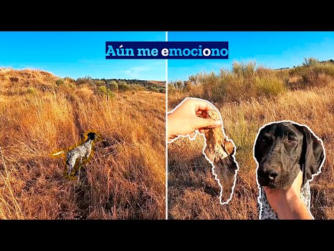Este cachorro ya hace cosas 𝐚𝐥𝐮𝐜𝐢𝐧𝐚𝐧𝐭𝐞𝐬😲 | Media Veda2023 🔝 Caza de Codorniz