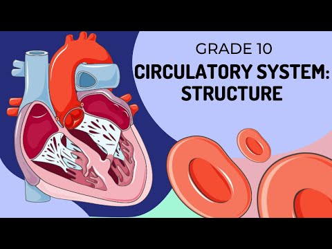 Structure of the Circulatory System