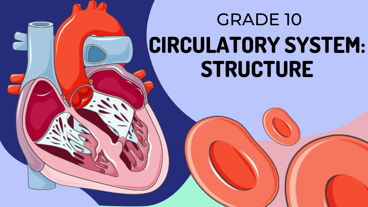 Structure of the Circulatory System