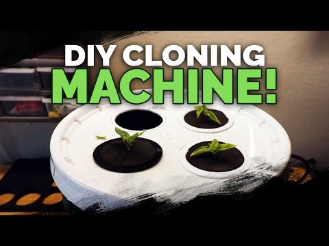 Propagating Thyme My Dirt Simple Method For Success
