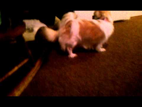 My baby Harami (precious) 2