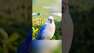Download lagu Suara Burung Jalak Bali | Sofia Nature mp3 Download lagu Suara Burung Jalak Bali | Sofia Nature mp3