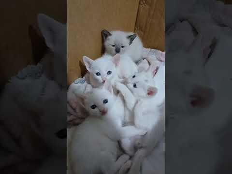 #fazenda #roça #pecuarista #gado #vidanaroça #agro