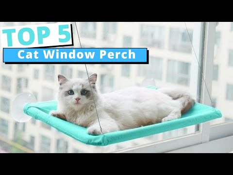 5 Best Cat Window Perch 2022  | for Indoor Any Cats