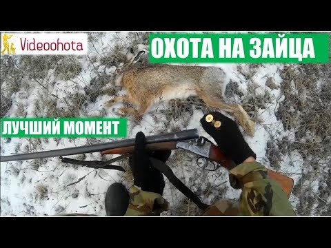 Охота на зайца 2020! ЛУЧШИЙ момент за весь сезон. Videoohota