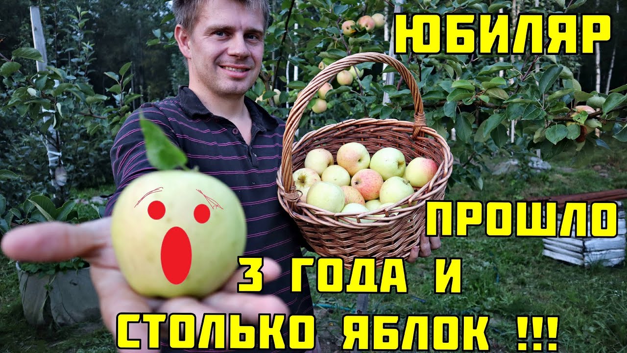 Яблоня юбиляр спустя 3 года) Первый урожай)