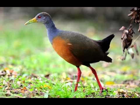 download lagu mp3 mp4 Chiricote, download lagu Chiricote gratis, unduh video klip Chiricote