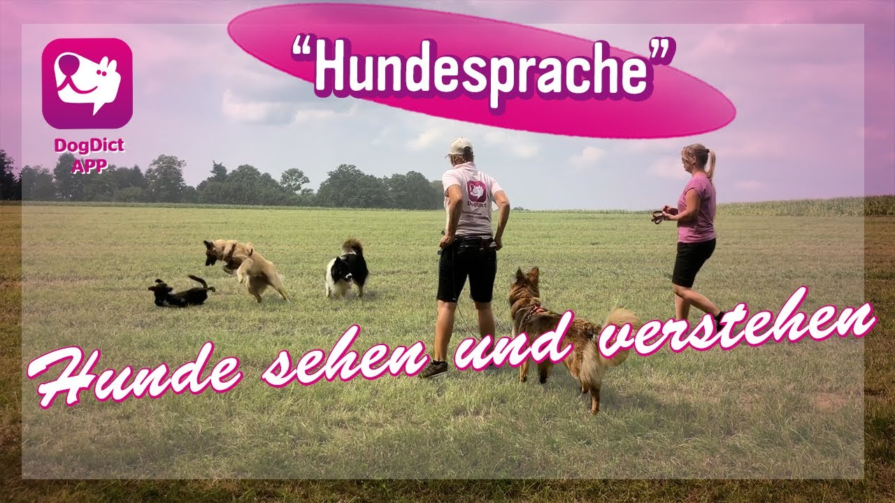 Folge 60: Hundesprache