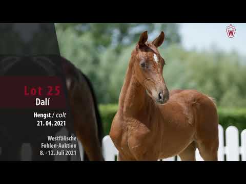 Westfälische Fohlen-Auktion Lot 25 Dalí Hengst v. Donier - Asgard's Ibiza
