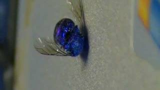 Blue Chrome Fly