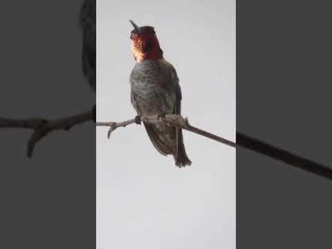 Hummingbirds are Hovering Masters | #DeepLook #Shorts