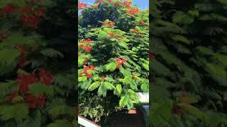 Download lagu Royal Poinciana Aka Flamboyan in Orlando Fl mp3 Download lagu Royal Poinciana Aka Flamboyan in Orlando Fl mp3