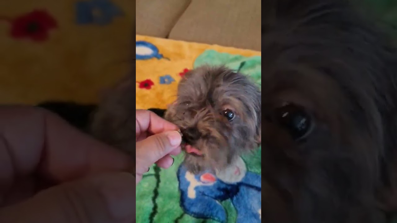 Enlarge Daisy, a Adopted mixed breed in Nashua, NH video 6/6