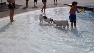 preview picture of video 'Waggin at the Water Park 2009'