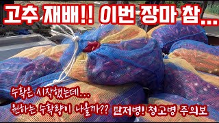다들 고추 수확 잘 하고계신가요? 고추가 다 썩어서 수확량이 감소한다고 합니다!! 앞으로 탄저병! 청고병! …