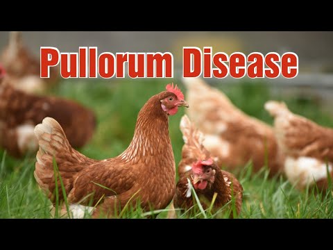 , title : 'Pullorum Disease | Postmortem | Poultry'