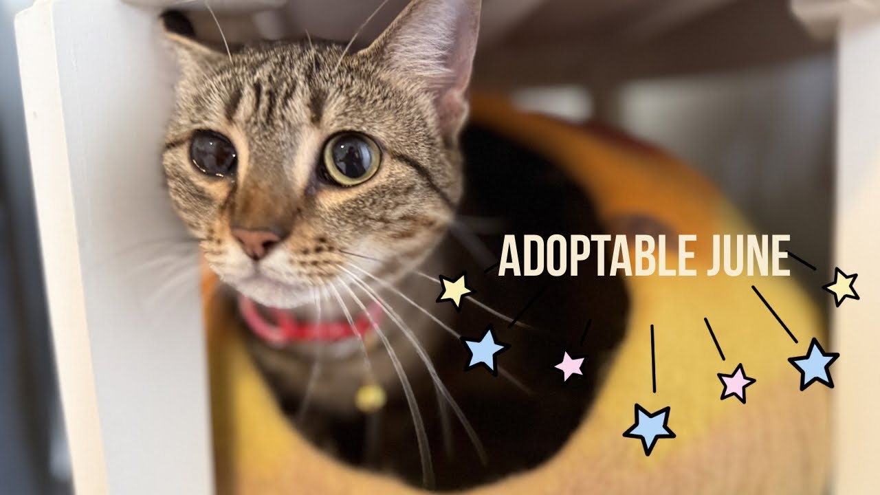 Enlarge June Bug Whiskerpaws, a Adoptable mixed breed in Syracuse, NY video 2/6